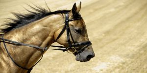 Cheval turkmen en Asie Centrale
