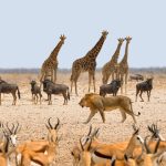 Animaux De Namibie