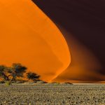 Dune 40 And Trees At Sunrise, Sossusvlei, Namib Naukluft National Park, Namibia