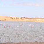Flamands Rose Walvis Bay