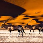 Oryx And Dunes Sossusvlei Namibia