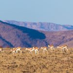 Springboks De Namibie